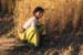 Woman harvesting wheat Rajasthan 004820
