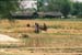 Women harvesting wheat Rajasthan 006107