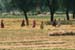 Women passing over field Rajasthan 006116