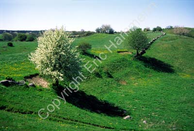Brösarps backar blommande träd S001228