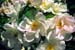Kristianstad nyponrosor S991508