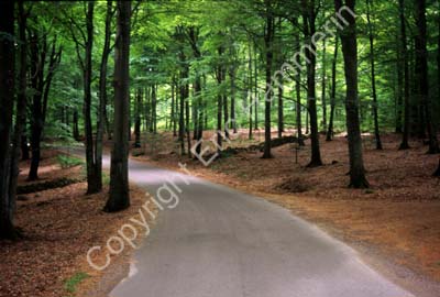 Skäralid Kopparhatten bokskog S993409