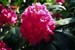 Rhododendron SSB7204