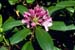 Rhododendron SSB7508