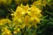 Rhododendron SSB7527