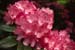 Rhododendron Sofiero SSB7631