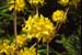 Rhododendron Sofiero SSB7633