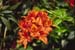Rhododendron Sofiero SSB7634