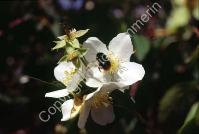Äppelblom humlaS22B11