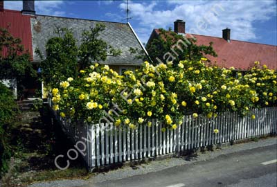 Baskemölla SO1B73
