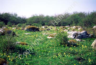 Tosteberga ängar S000613