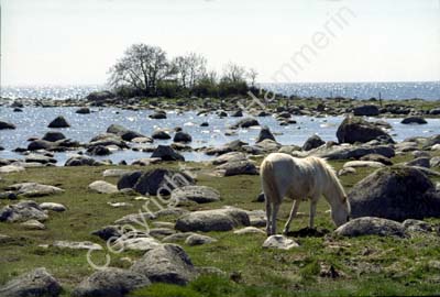 Tosteberga stranden S11C34