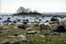 Tosteberga stranden S11C34