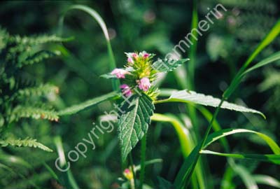 Nässla blommande S992733