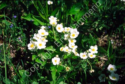 Smultron-blommor S001214