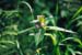 Nässla blommande S992733