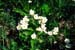 Smultron-blommor S001214