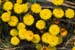 Tussilago S000207