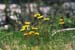 Tussilago S000210