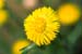 Tussilago S000240
