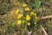 Tussilago S000243