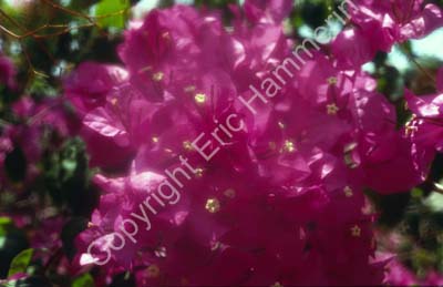 Bougainvillea red 8724927