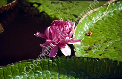 Giant water-lily 8725102
