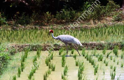 Rice field with sarus crane 8724833