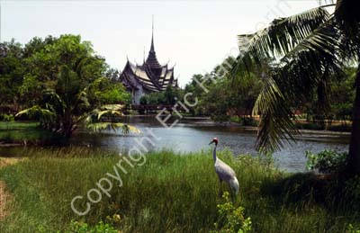 Sarus crane pond temple 8724915
