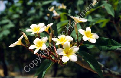 Tree with flowers 8724819