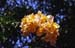 Bougainvillea orange 8724932