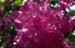 Bougainvillea red 8724927