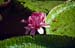 Giant water-lily 8725102