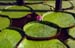 Giant water-lily and leaves 8725037