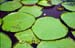Giant water-lily leaves 8724816