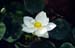 Lotus flower in water 8724807