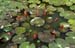 Lotus pond 8725014