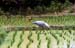 Rice field with sarus crane 8724833