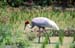 Rice field with sarus crane 8724834
