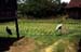 Rice field with sarus crane and storch 8724827