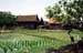 Storch in shade rice field farm 8724902