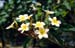 Tree with flowers 8724819