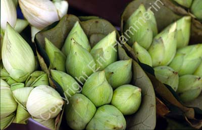 Lotus buds 8724325