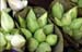 Lotus buds 8724325