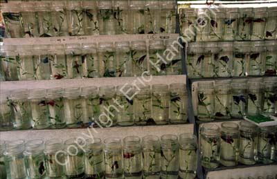 Aquarium fish in jars 851117