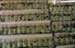 Aquarium fish in jars 851117