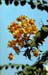 Bougainvillea 851515