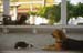 Cat and dog resting in temple 8722726