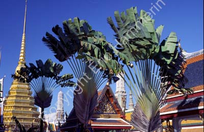 Fan palm Wat Phra Keo 8710627