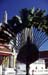 Fan palm Wat Phra Keo 8710626